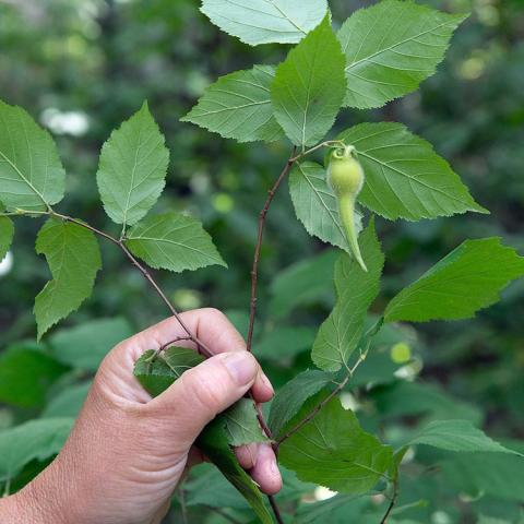 Corylus cornuta, green leaves and hand showing beaked cover on nut