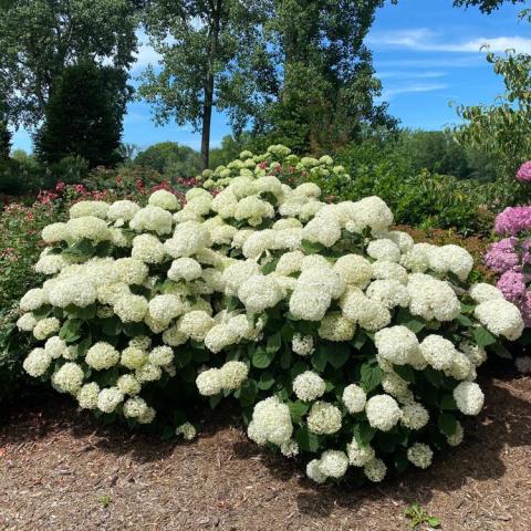 Hydrangea Storm Proof, horizontal shrub covered in white pompom flower heads