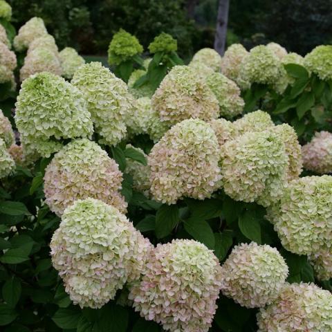 Hydrangea Powerball, large light green to pinkish clusters of small flowers