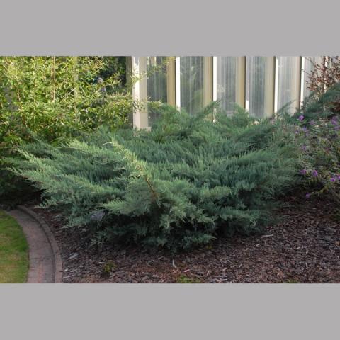 Juniperus Grey Owl, blue-green horizontal evergreen shrub