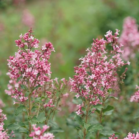 Syringa B;oomerang Ballet, lavender pink clusters of flowers