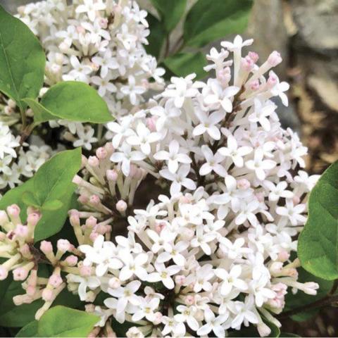 Syringa Pearl Potion, vertical clusters of white flowers