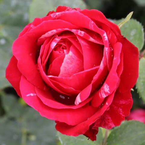 Rosa Oso Easy Red Stripe, red double rose with white tinges