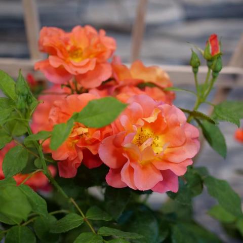 Rosa Rise Up Emberays, coral double flowers with yellow at the center