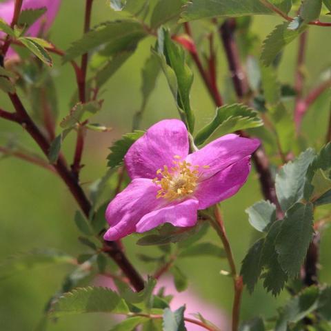 Rosa woodsii, single pink rose, flat-faced