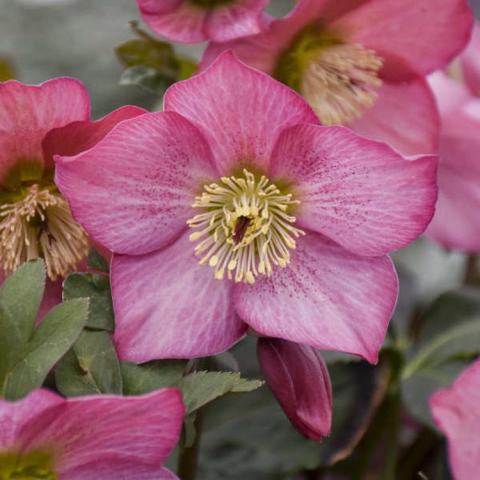 Helleborus Walbertons Rosemary, pink hellebore with gold center