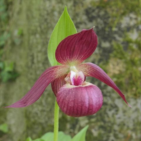 Cypripedium Henning Pinkepank, purplish pink lady's slipper