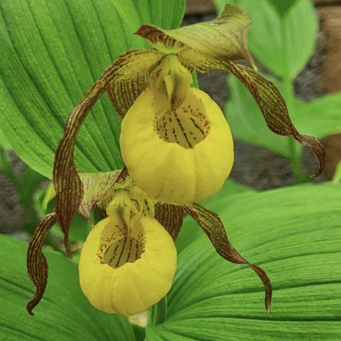 Cypripedium Kristi Lyn, brownish petals, yellow pouch