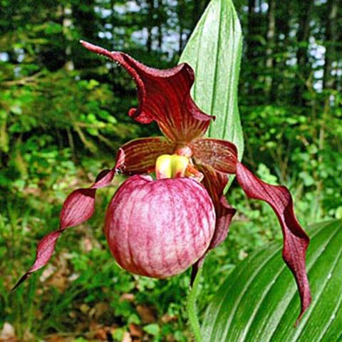 Cypripedium Anna, dark maroon lady's slipper