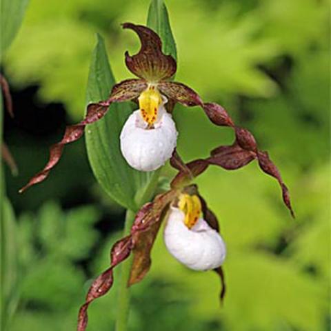 Cypripedium Columbianum, lady's slipper with dark maroon petals and white pouch