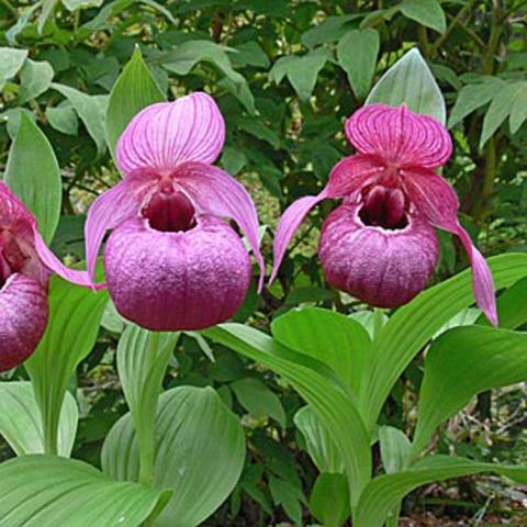 Cypripedium Eurasia, purplish pink lady's slipper