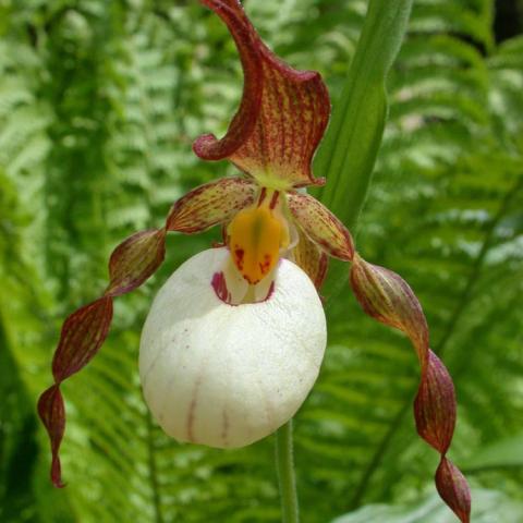 Cypripedium Ingrid, lady's slipper with dark maroon petals and cream pouch