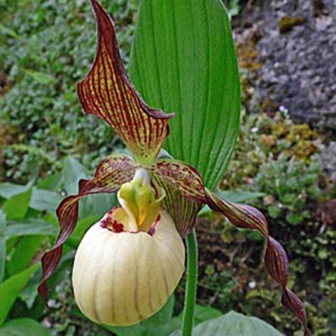 Cypripedium Frosch's Mother Earth, lady's slipper with dark maroon petals and cream pouch