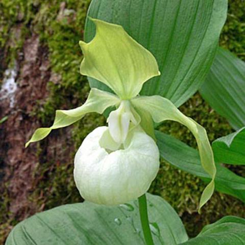 Cypripedium Frosch's queen of the Mist, lady's slipper with light green petals and white pouch