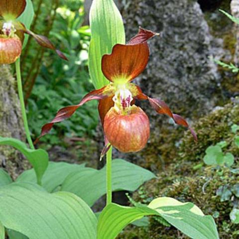 Cypripedium Schoko, chocolate-colored lady's slipper