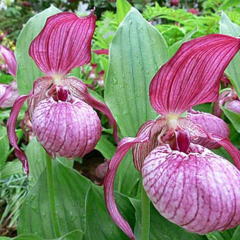 Cypripedium Ventricosum, dark pink lady's slipper