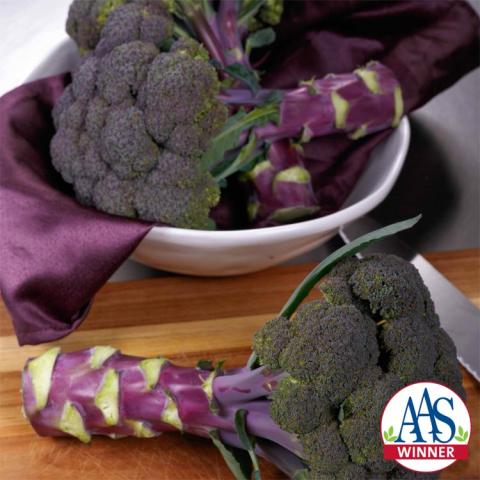 Broccoli Purple Magic, purple broccoli heads