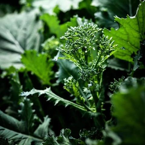 Broccoli raab, small floret of broccoli plus green leaves