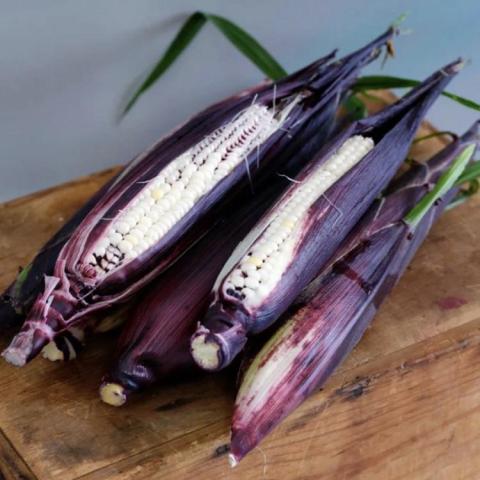 Zea Martian Jewels, corn with purple husks and white kernels