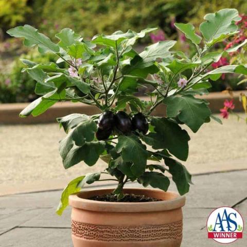 Eggplant Patio Baby, eggplant in a pot