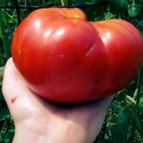 Tomato Mortgage Lifter VFN, very large flattened red tomato