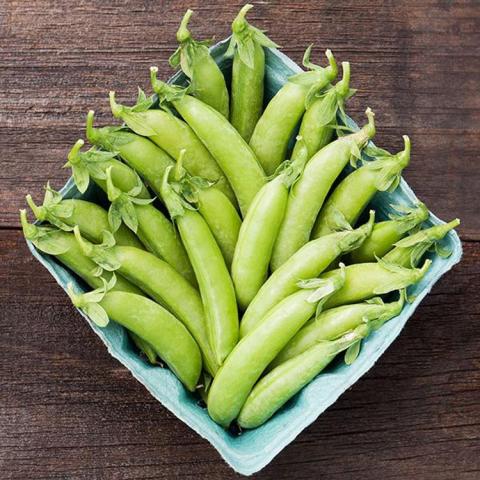 Cascadia peas, plump green pods in a tray