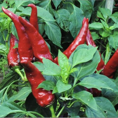 Hungarian Paprika Spice peppers, dark red long upright peppers