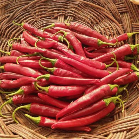 Lady Han Korean peppers, long thin pointed bright red peppers