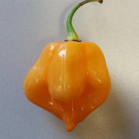 Scotch Bonnet hot pepper, gold squashed shape with pointed end