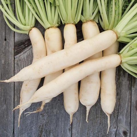 Daikon radishes, long cylindrical white roots with green tops