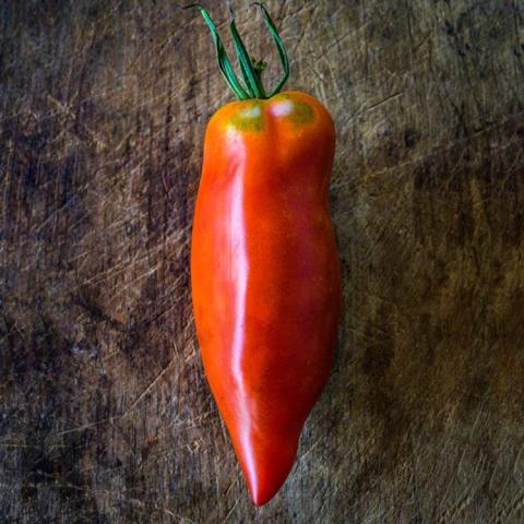 Jersey Devil tomato, very long pointed red tomato