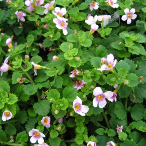 Bacopa Great Pink Ring, many small light pink floers with darker center