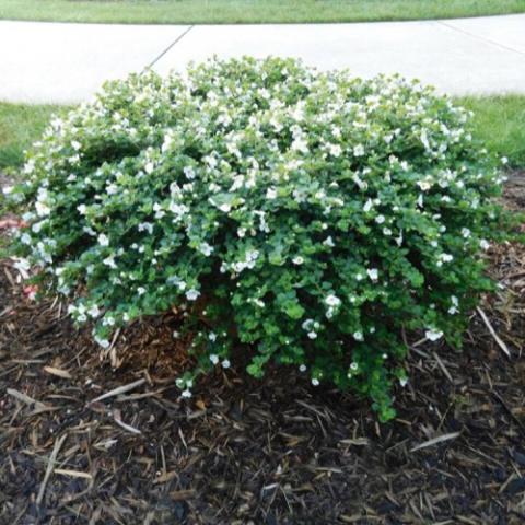 Bacopa MegaCopa White, small white flowers drape from the container.