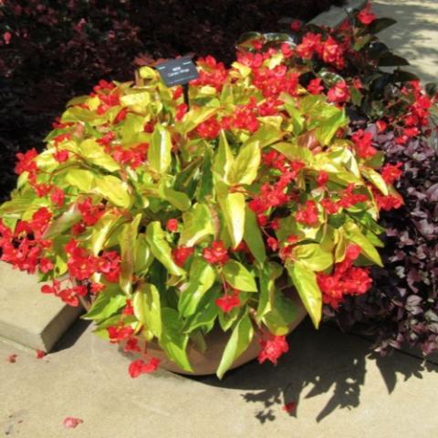 Canary Wings begonia, yellow green long leaves, red flowers