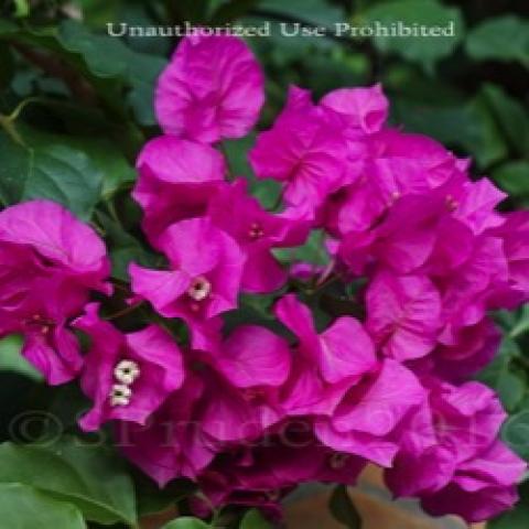 Bougainvillea Vera Deep Purple, purple-magenta bracts