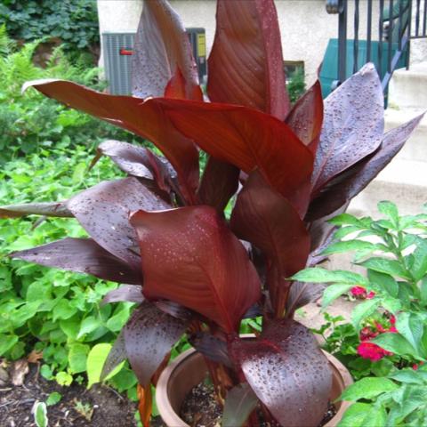 Canna 'Australia', dark red with huge leaves