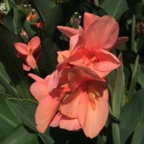 Canna Cannova Mango, apricot flowers with yellow centers