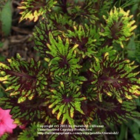 Coleus Kingswood Carnival, yellow, yellow-green with maroon edges, very frilly