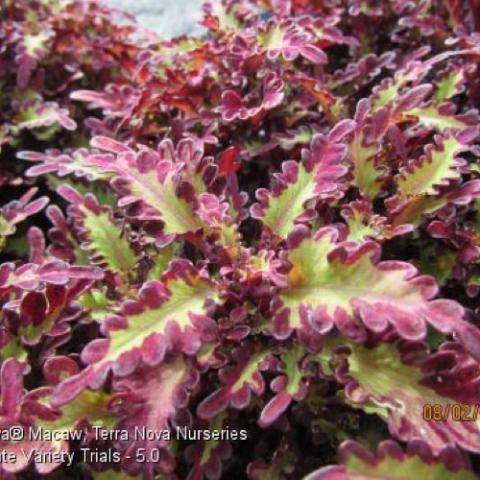 Coleus Macaw, long frilly leaves, yellow-green centers, wine-colored edges