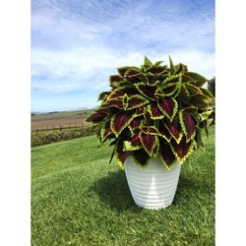 Coleus Main Street Alligator Alley, large dark red leaves, pointed, with green edges