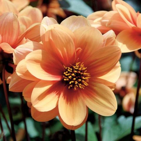 Dahlia Dreamy, peach petals darken to red at the center