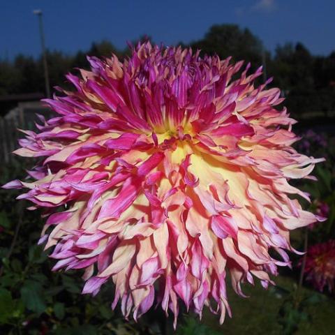 Dahlia Myrtle's Folly, dark pink to light yellow many petals, riotous