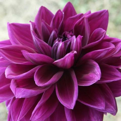 Dahlia Thomas Edison, waterlily form, red-violet