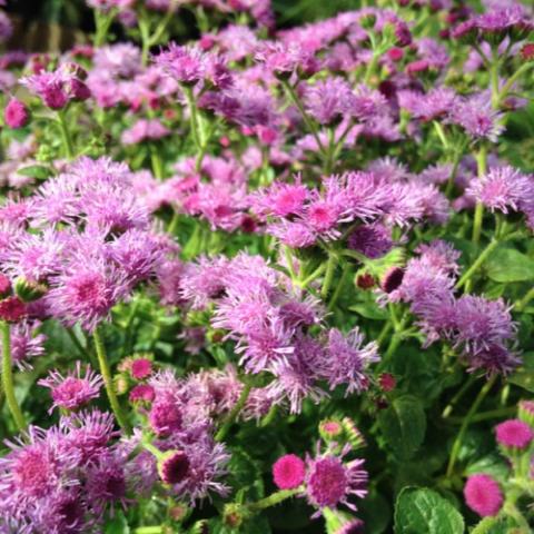 Ageratum Monarch Mediano Violet Wine, fuzzy purple flowers