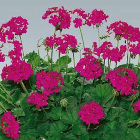 Pelargonium Two in One Shadow Violet, dark magenta blooms