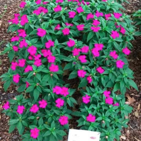 Bounce Violet impatiens