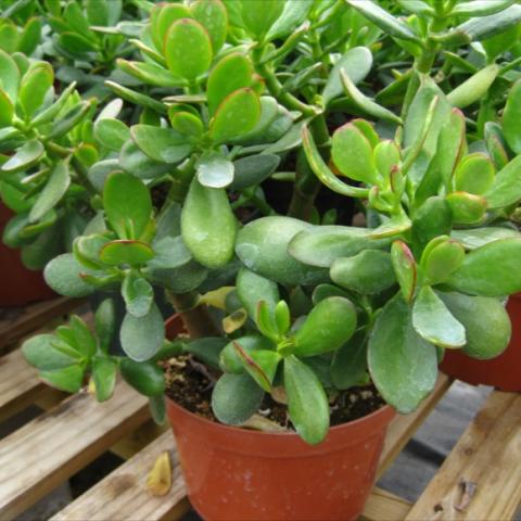 Classic Jade Tree with large succulent leaves