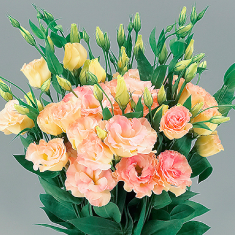 Lisianthus Echo Champagne, double rows of ruffled petals in shades of pink, salmon, and light yellow