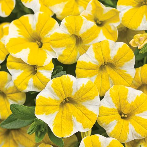 Million Bells Superbells Lemon Slice, mounds of flowers in bright yellow and white