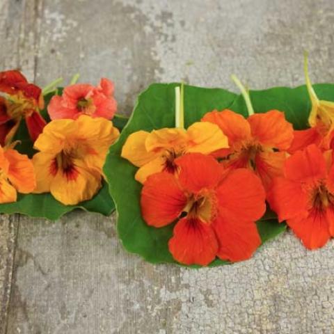 Dwarf Jewel Mix nasturtiums, dark orange, gold and red, green leaves